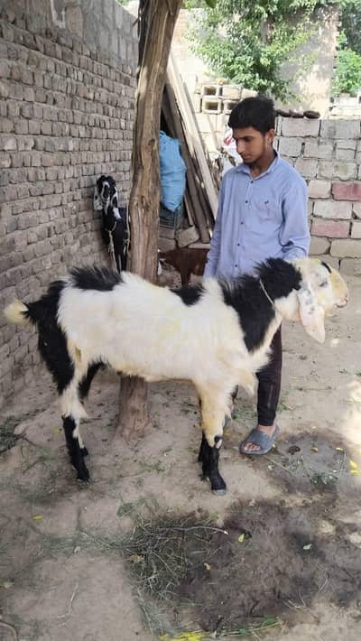 animals for sale