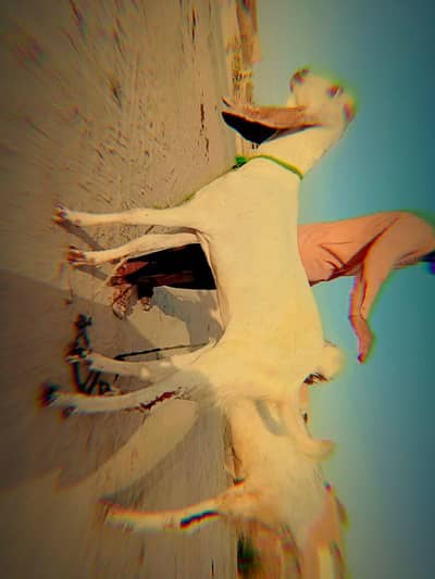 beautiful healthy goats for sale (rohi ki Paly hoi bakry)  jori