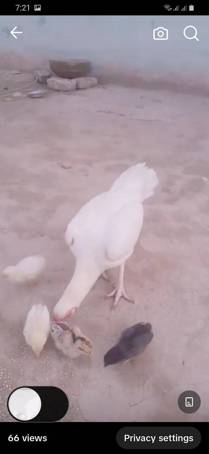 heera 1