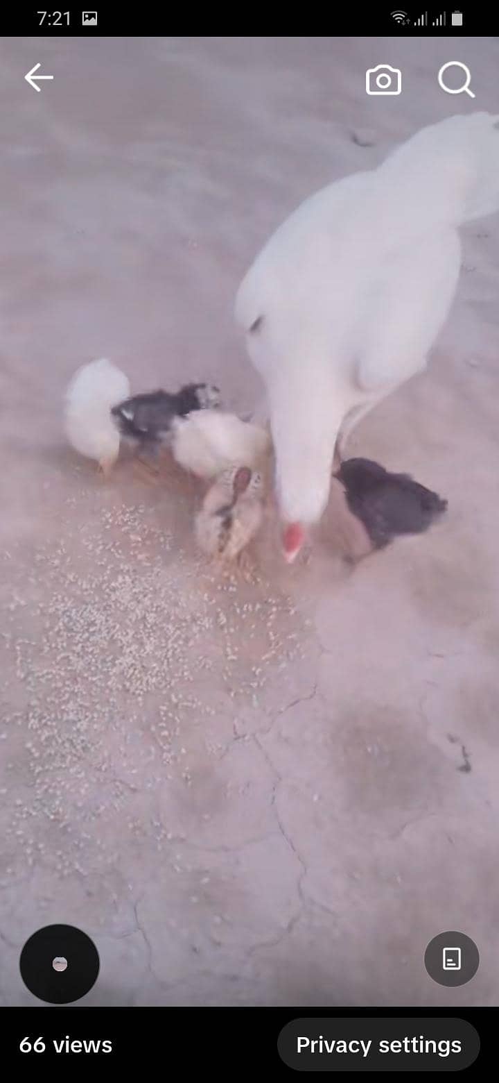 heera 2