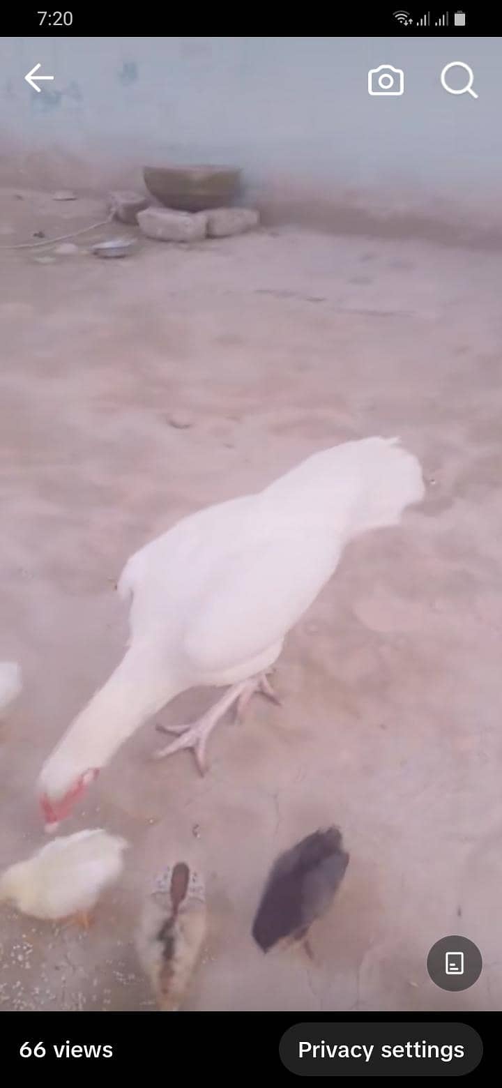 heera 4
