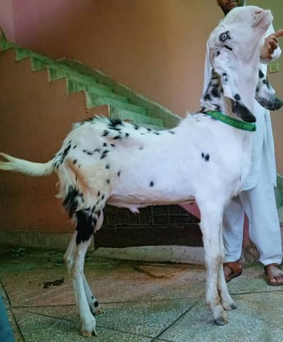 rajanpuri Bakra 2dant 03498200770