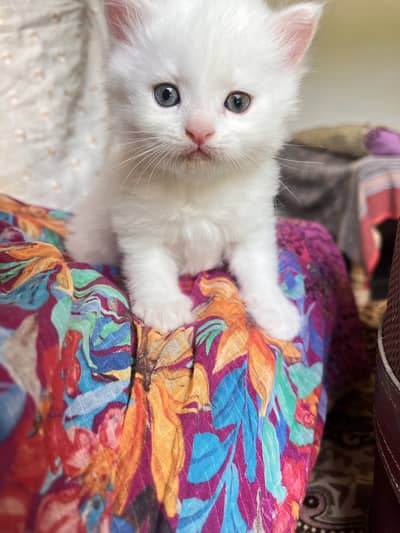 Trained persian kitten for sale