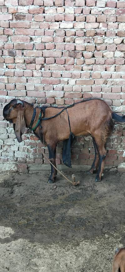 Betal bakra for sell