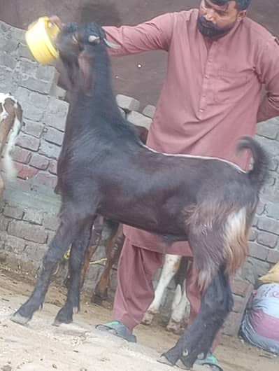 2 Dant nagra bakra 2026 ki qurbani ka Liye