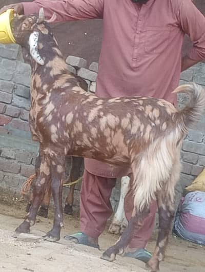 Sheera 2 dant khasi Bakra sale