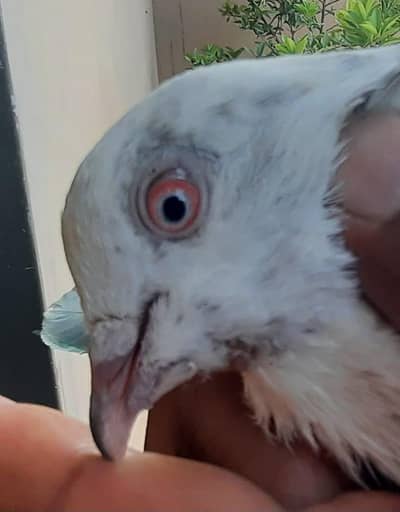 pigeon
