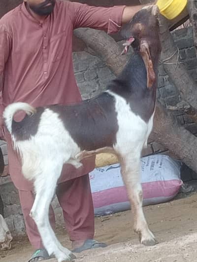 Nagra 2 dant khasi bakra