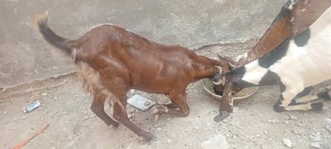 Bakra for sale for eid