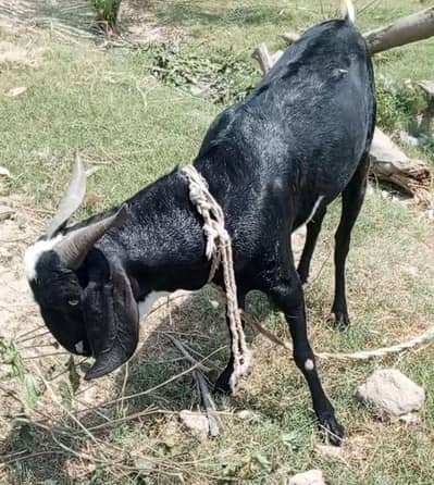 Male Goat | Bakra for Qurbani