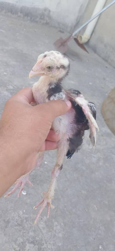 pure permoz aseel introduce first time
