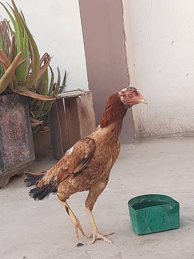 Aseel murgi