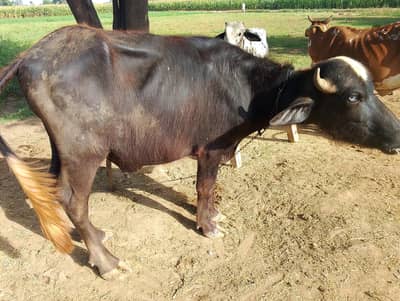 Katta 240000/-