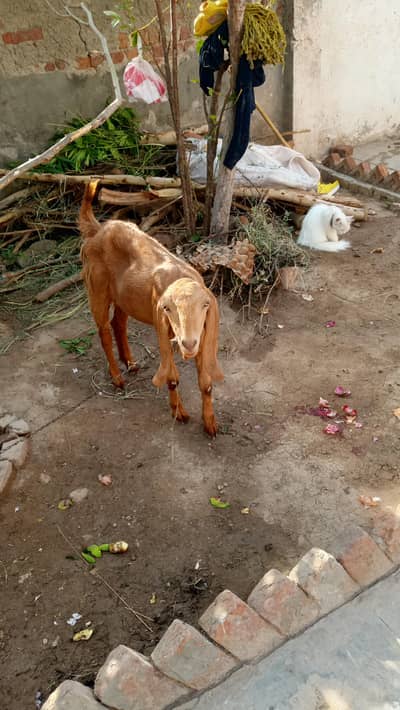 goat for sale