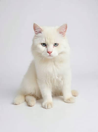 beautiful cat for sale