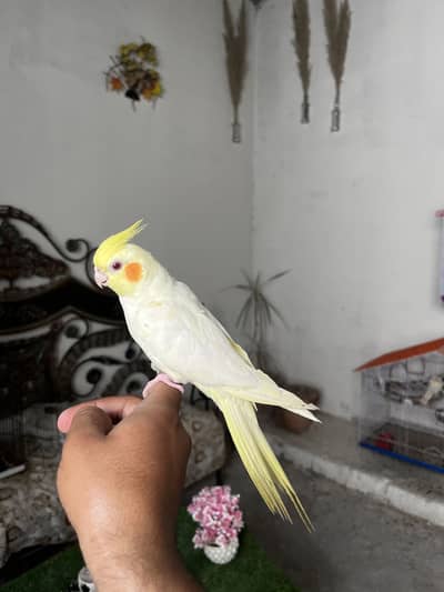Hand tame birds cockatiel | conure & parrot accessories