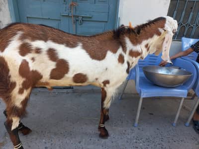 bakra donda