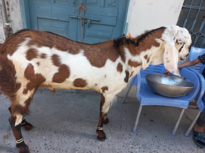 bakra donda 1