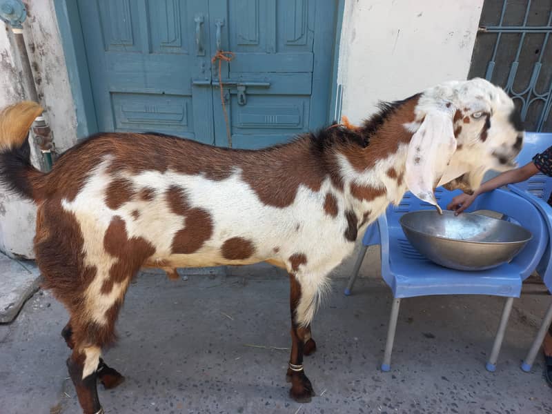 bakra donda 2