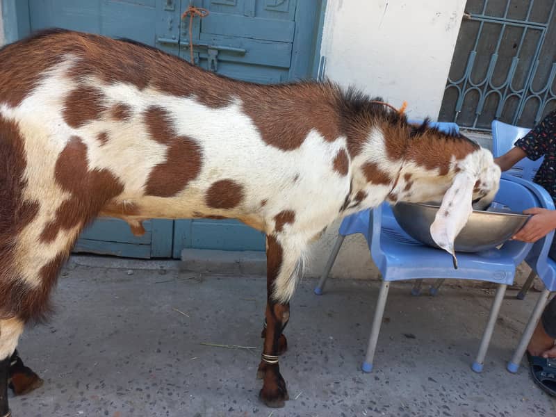 bakra donda 3
