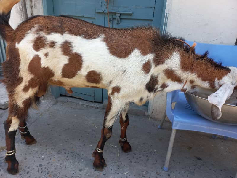 bakra donda 4