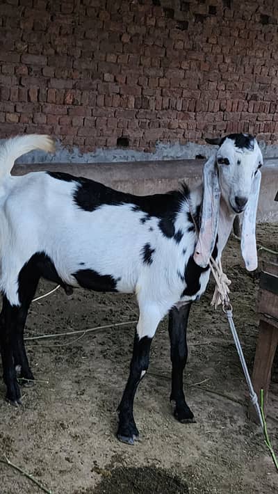 beautiful dunda plus khassi  bakra for sale