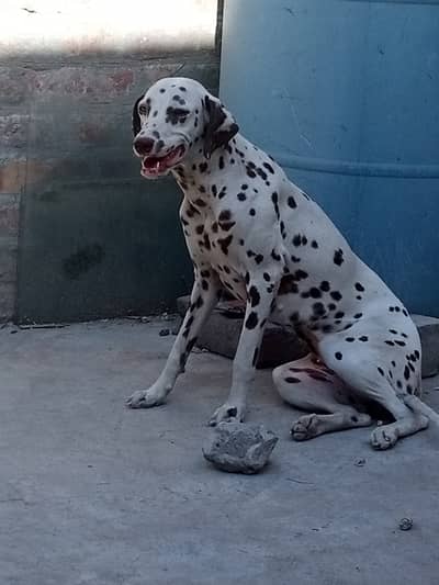 Dalmatian for sale