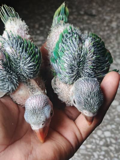 Green talking parrot with 21 days age
