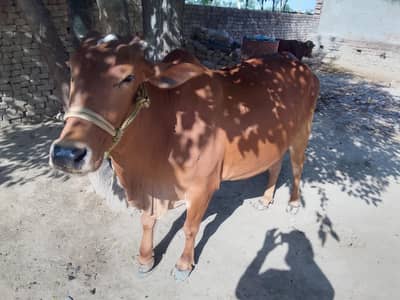 For sale. . 03416076701