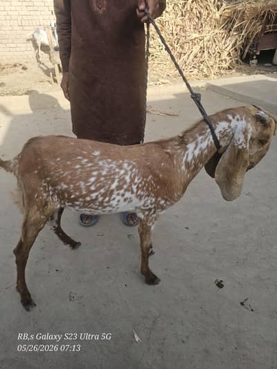 qurbani wala bakra for sale (2) 0307**014//75/18