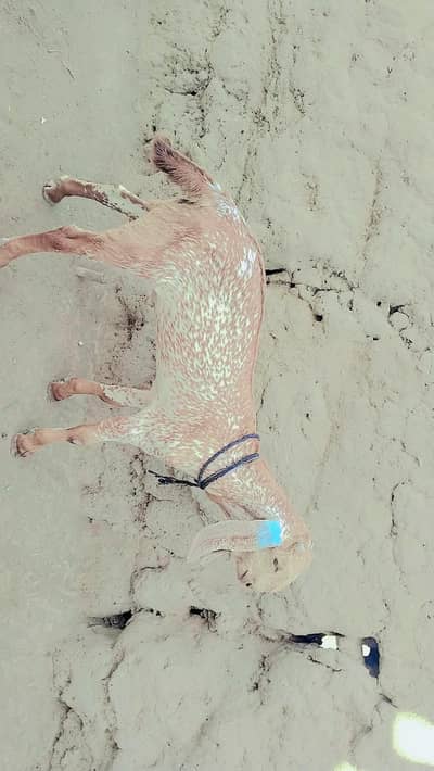 desi Bakra for sale/03226643435)