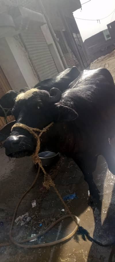 katti 2daant qurbani k Liye for sale
