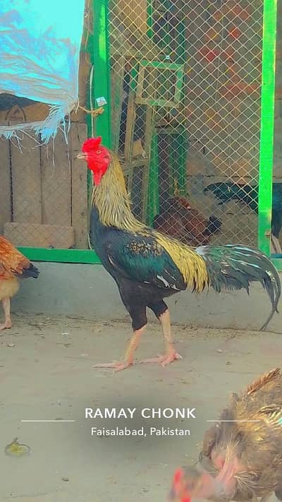 for sale
