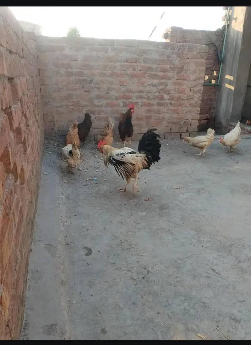 دیسی مرغیاں دستیاب ہے 0