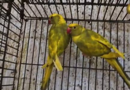 Recessive pailid breaded pair with history