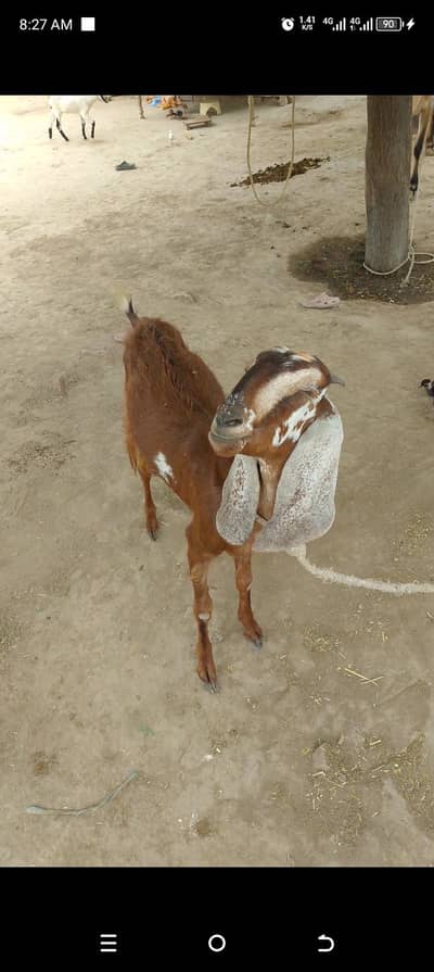 ghr ki pali hoi bkri qurbani k lye tayar hai 03041501476