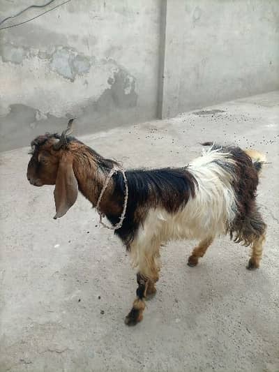 1500 kilo k hisab se la jao