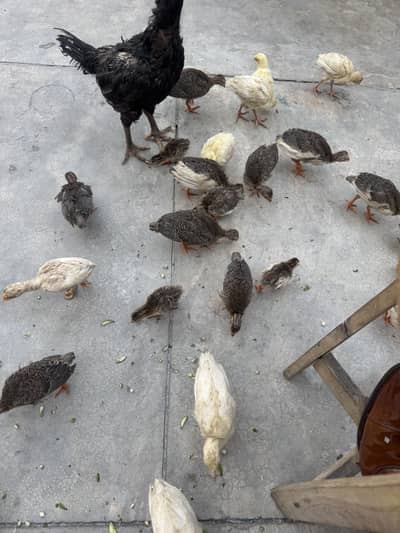 Healthy and vaccinated Chakoor babies available for sale