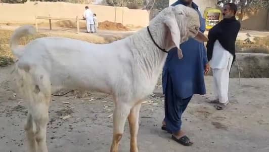 Qurbani ke Liye Bakra Urgent For Sale/ 03134947622