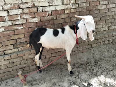bAkra for sale