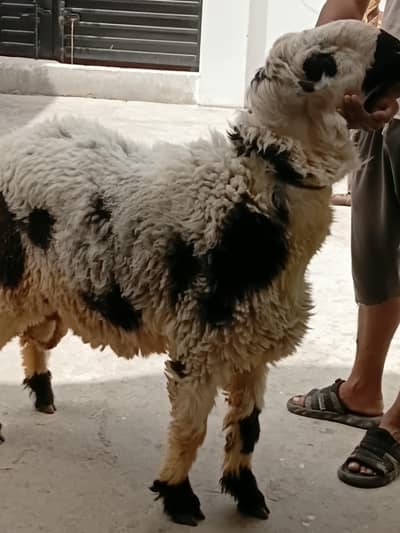 60 KG Healthy Dumba for Qurbani – 1.5 Saal
