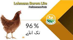 Jawan 1 week hee howa hy eggs dena sub Full Size eggs dayrahee Han