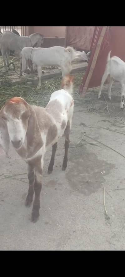Masha Allah bhut acha bakara ha qurbani kelia Jo bhai Jo Lena ho rabta