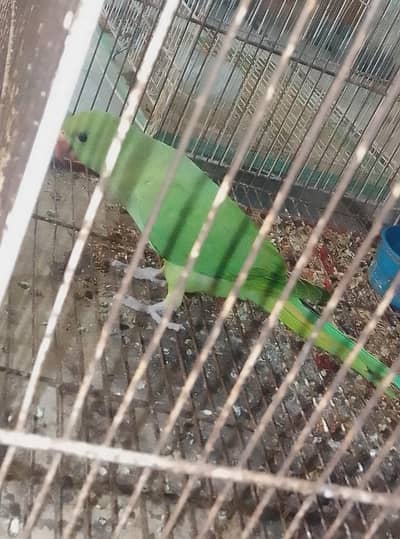 parrot