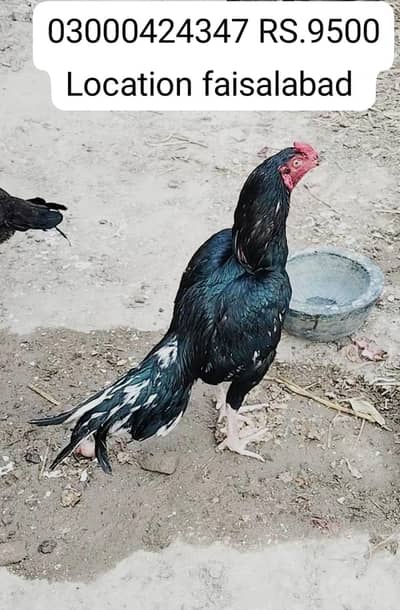 2 kurrak murgian 2 murgay or 1 patha for sale