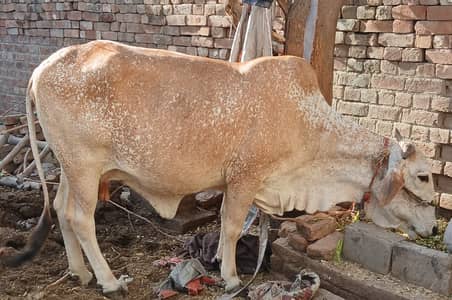 Qurbani Cow For Sale لاہور میں قربانی کے جانور / گائے برائے فروخت