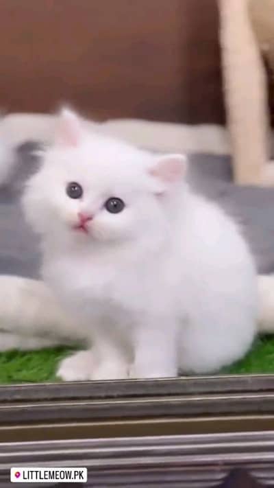 pairsian helthy and active kitten for sale