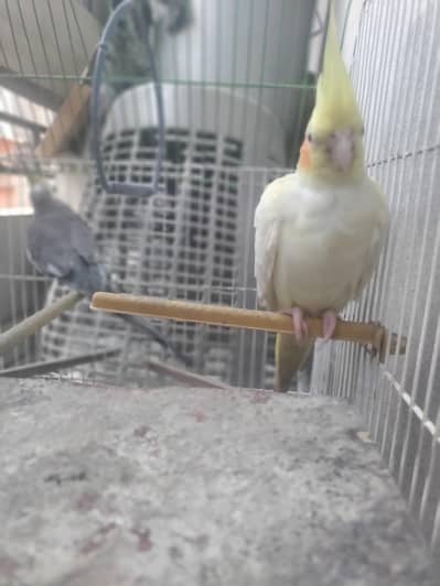 pair hai cockatiel