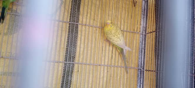 budgie rainbow