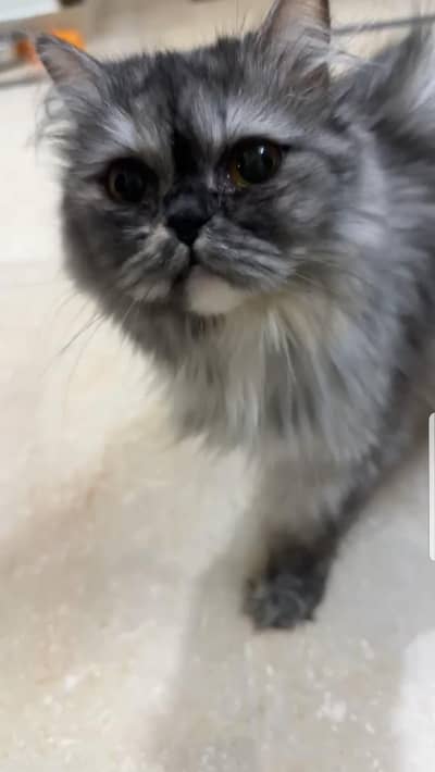 persian gray cat and babies for sale